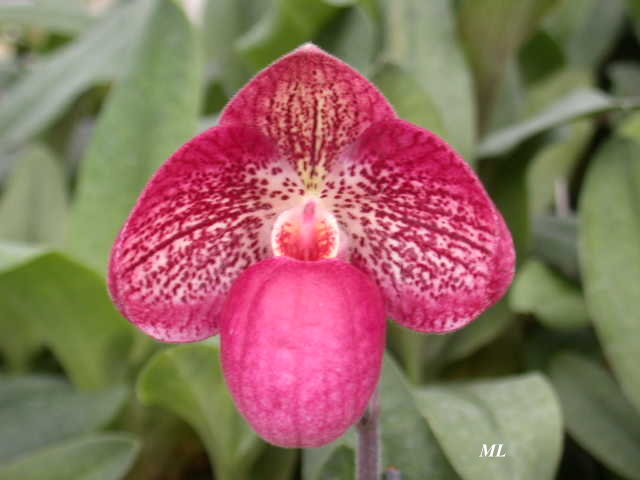 Paph. Akegoromo-1.JPG